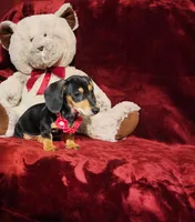 MONTANA, a female Miniature Dachshund for sale in Polk City, FL – 9 of 10