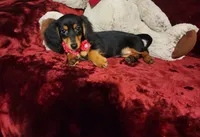CINDER, a female Miniature Dachshund for sale in Polk City, FL – 10 of 10