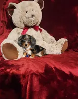 HUCKLEBERRY, a male Miniature Dachshund for sale in Polk City, FL – 6 of 10