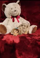 SMORES, a male Miniature Dachshund for sale in Polk City, FL – 5 of 10
