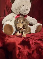 MAPLE, a female Miniature Dachshund for sale in Polk City, FL – 8 of 10