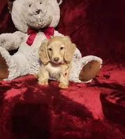 WINNIE, a female Miniature Dachshund for sale in Polk City, FL – 8 of 10