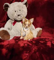 MANGO, a male Chihuahua for sale in Polk City, FL – 8 of 10