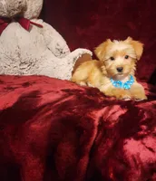 TUCKER , a male Yorkshire Terrier for sale in Polk City, FL – 2 of 10
