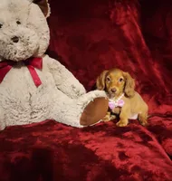 RORY, a female Miniature Dachshund for sale in Polk City, FL – 10 of 10