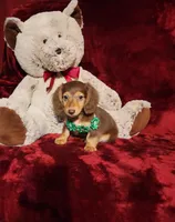 SNICKERS, a male Miniature Dachshund for sale in Polk City, FL – 3 of 10