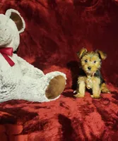 ZOE, a female Yorkshire Terrier for sale in Polk City, FL – 3 of 10