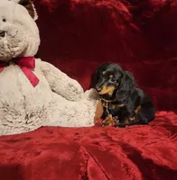 ELI, a male Miniature Dachshund for sale in Polk City, FL – 8 of 10