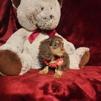 PUDDIN, a female Miniature Dachshund for sale in Polk City, FL – 3 of 10