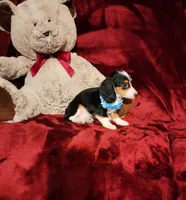 RIO, a male Miniature Dachshund for sale in Polk City, FL – 7 of 10