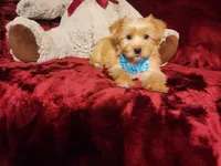 TUCKER , a male Yorkshire Terrier for sale in Polk City, FL – 9 of 10