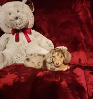 SMORES, a male Miniature Dachshund for sale in Polk City, FL – 2 of 10