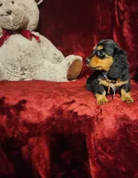 DUTTON, a male Miniature Dachshund for sale in Polk City, FL – 5 of 10