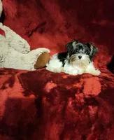 PIPPA , a female Yorkshire Terrier for sale in Polk City, FL – 2 of 10