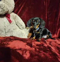 CODY, a male Miniature Dachshund for sale in Polk City, FL – Photo 8 of 10