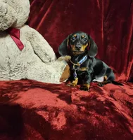 CODY, a male Miniature Dachshund for sale in Polk City, FL – Photo 5 of 10