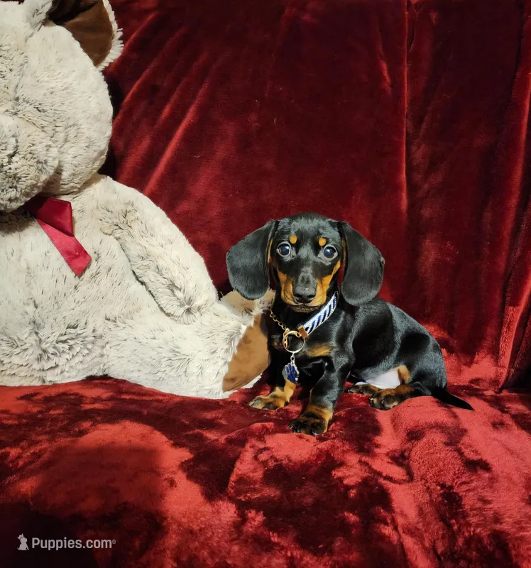 CODY – Miniature Dachshund puppy for sale in Polk City, FL