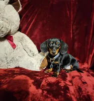 CODY, a male Miniature Dachshund for sale in Polk City, FL – Photo 1 of 10