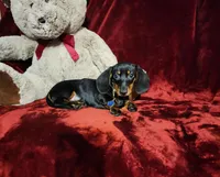 CODY, a male Miniature Dachshund for sale in Polk City, FL – Photo 9 of 10