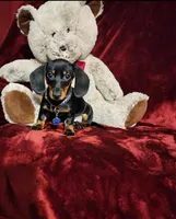 CODY, a male Miniature Dachshund for sale in Polk City, FL – Photo 4 of 10