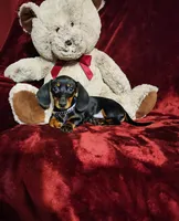 CODY, a male Miniature Dachshund for sale in Polk City, FL – Photo 3 of 10