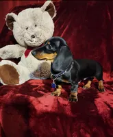 CODY, a male Miniature Dachshund for sale in Polk City, FL – Photo 6 of 10