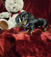 CODY, a male Miniature Dachshund for sale in Polk City, FL – Photo 2 of 10