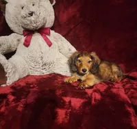 SUTTON, a male Miniature Dachshund for sale in Polk City, FL – 6 of 10