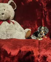 HUCKLEBERRY, a male Miniature Dachshund for sale in Polk City, FL – 7 of 10