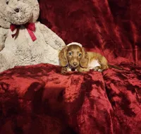 WILLIE, a male Miniature Dachshund for sale in Polk City, FL – 5 of 10
