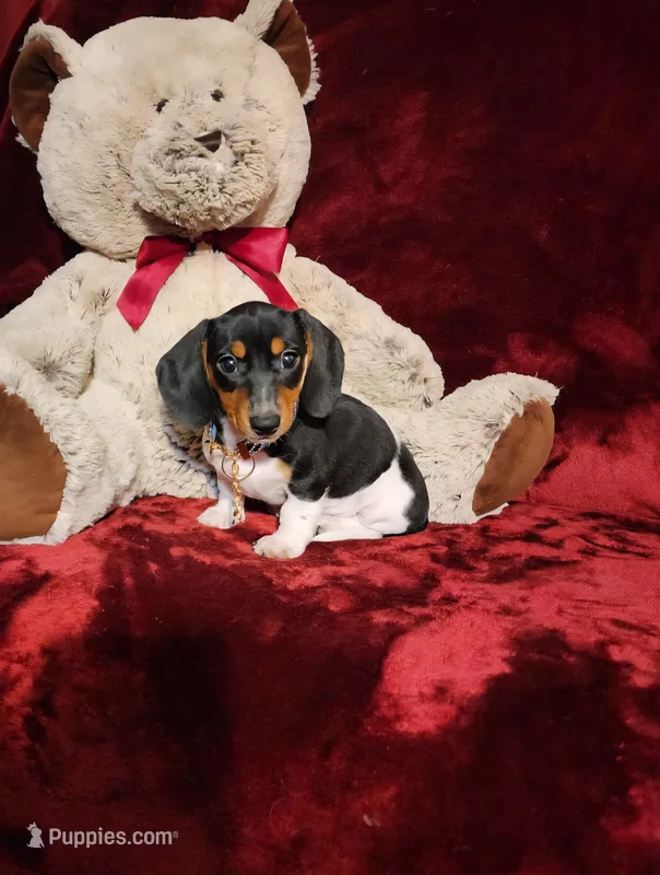MAVERICK – Miniature Dachshund puppy for sale in Polk City, FL