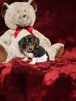 MAVERICK, a male Miniature Dachshund for sale in Polk City, FL – 1 of 10