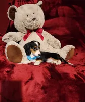 RIO, a male Miniature Dachshund for sale in Polk City, FL – 8 of 10