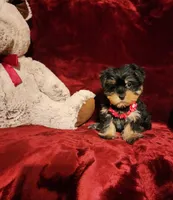 INDY, a female Yorkshire Terrier for sale in Polk City, FL – 3 of 10