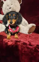 CINDER, a female Miniature Dachshund for sale in Polk City, FL – 9 of 10