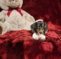 MAVERICK, a male Miniature Dachshund for sale in Polk City, FL – 3 of 10