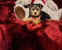 CHLOE, a female Yorkshire Terrier for sale in Polk City, FL – 6 of 10