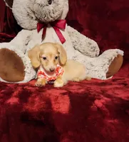BUTTERCUP, a female Miniature Dachshund for sale in Polk City, FL – 10 of 10