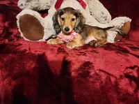 HONEY, a female Miniature Dachshund for sale in Polk City, FL – 6 of 10
