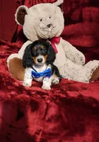 TONKA, a male Miniature Dachshund for sale in Polk City, FL – 2 of 10