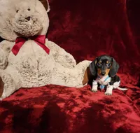 DAKOTA, a male Miniature Dachshund for sale in Polk City, FL – 6 of 10