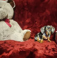 REMI, a male Miniature Dachshund for sale in Polk City, FL – 8 of 10