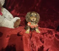 PUDDIN, a female Miniature Dachshund for sale in Polk City, FL – 9 of 10