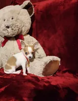 PEACHES, a female Chihuahua for sale in Polk City, FL – 8 of 10