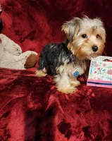 KOBE, a male Yorkshire Terrier for sale in Polk City, FL – 4 of 10