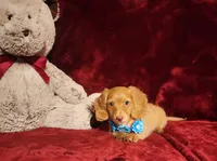 PEACHES , a female Miniature Dachshund for sale in Polk City, FL – 4 of 10