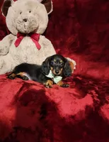 WILLOW, a female Miniature Dachshund for sale in Polk City, FL – 2 of 10