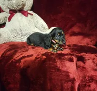 WALKER, a male Miniature Dachshund for sale in Polk City, FL – 10 of 10