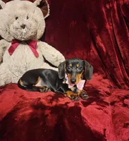 STELLA, a female Miniature Dachshund for sale in Polk City, FL – 9 of 10