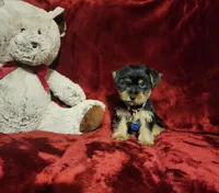 MUGSY, a male Yorkshire Terrier for sale in Polk City, FL – 2 of 10